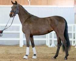 dressage horse Stute von Dodo Weihgand / Drakdream (Westphalian, 2020, from Dodo Weihgand)