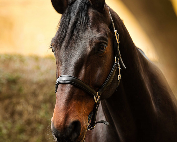 dressage horse Hotline's Highlight (Hanoverian, 2010, from Hotline)