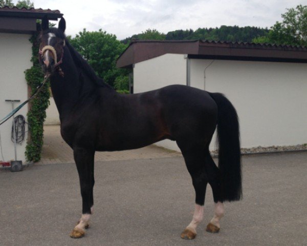 stallion Fiderhit (Rhinelander, 2001, from Fidermark)