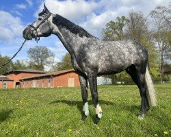 Springpferd Diamant Al Günay (Holsteiner, 2017, von Diamant de Semilly)