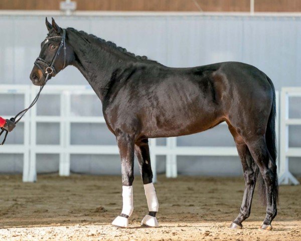dressage horse Fleur (Westphalian, 2020, from Blue Hors Farrell)