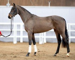 dressage horse Frieda Gold (Westphalian, 2020, from Franziskus FRH)