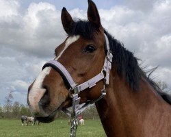 broodmare Itzy Blitzy CHB (Holsteiner, 2016, from Dinken)