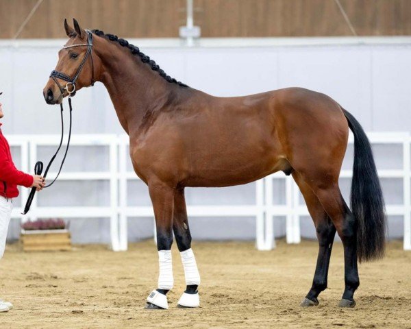 dressage horse First Edition (Westphalian, 2020, from Fynch Hatton)