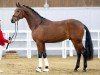 dressage horse First Edition (Westphalian, 2020, from Fynch Hatton)