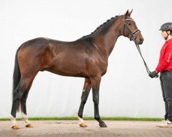 dressage horse Top Star (Westphalian, 2021, from Taurus)