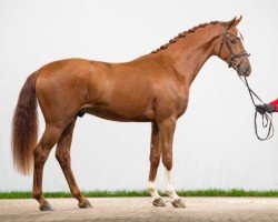 dressage horse Hengst von Fashion in Black NRW / Sir Heinrich (Westphalian, 2021, from Fashion In Black NRW)