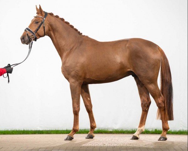 dressage horse Hengst von Iron / Fahrenheit (Hanoverian, 2021, from Iron)