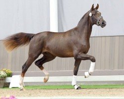 dressage horse Hengst von Bonds / Fürst Heinrich (Westphalian, 2021, from Bonds)