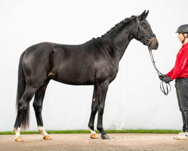 dressage horse Dayton R (Westphalian, 2021, from Dimaggio Black)