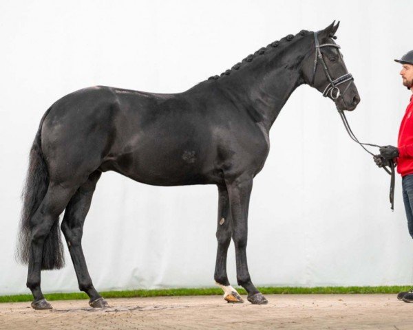 dressage horse Hengst von Taurus / Fürstenball (Westphalian, 2021, from Taurus)