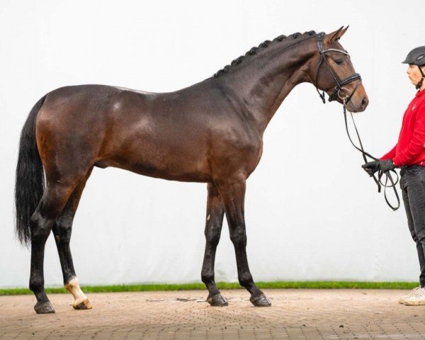 dressage horse Sir Sorro (Hanoverian, 2021, from Sir Heinrich OLD)