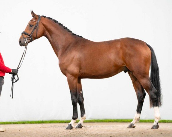 dressage horse Fantastico (Oldenburg, 2021, from Fidertanz)