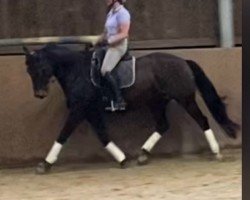 Pferd Kavita (KWPN (Niederländisches Warmblut), 2015, von Dark Pleasure)