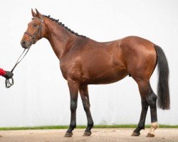 dressage horse Vinicius (Westphalian, 2021, from Vitalis)