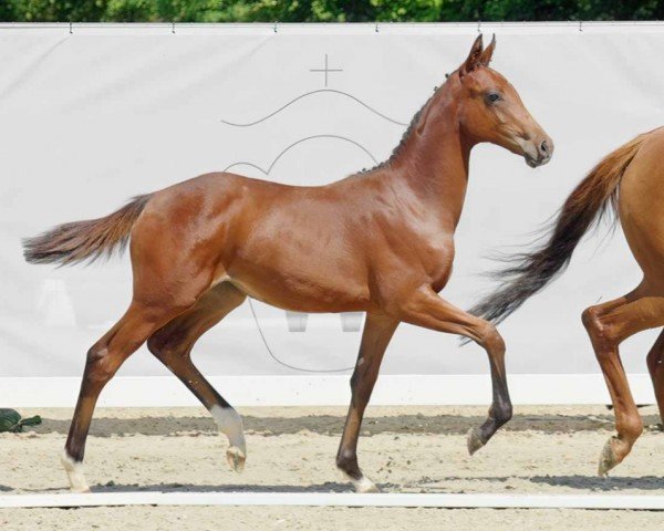 Springpferd Chacco's Lady (Westfale, 2022, von Chaccos Crack)