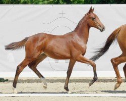 Springpferd Chacco's Lady (Westfale, 2022, von Chaccos Crack)