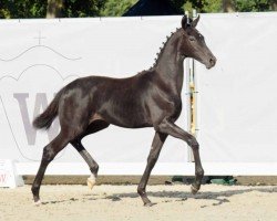 Springpferd Highlands Harmony (Westfale, 2022, von Highland White)