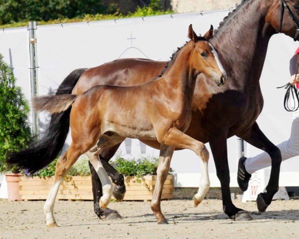 dressage horse EinHerrRose (Westphalian, 2022, from Ellis NRW)