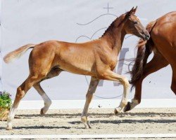 dressage horse Dhamani (Westphalian, 2022, from Damaschino)