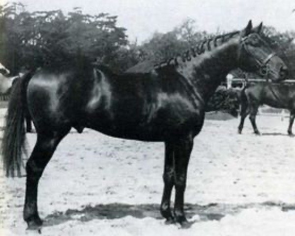 stallion Vurioso de l'Ile (Selle Français, 1965, from Furioso xx)