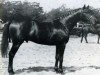 stallion Vurioso de l'Ile (Selle Français, 1965, from Furioso xx)