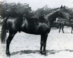 Deckhengst Vurioso de l'Ile (Selle Français, 1965, von Furioso xx)