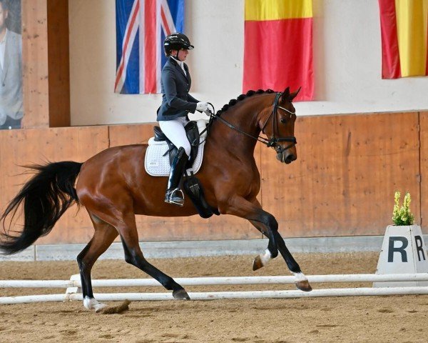 dressage horse Belouise van't Vehnemoor (Oldenburg, 2019, from Callaho's Benicio)