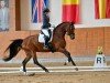 dressage horse Belouise van't Vehnemoor (Oldenburg, 2019, from Callaho's Benicio)