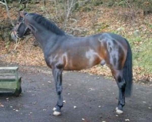 Deckhengst Minotaurus (Schwedisches Warmblut, 1990, von Little Boy)