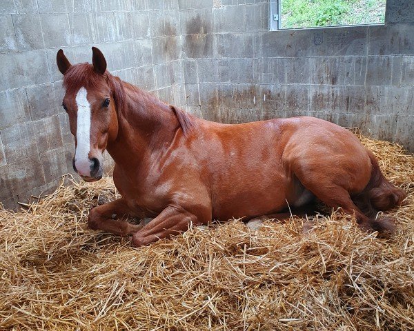 dressage horse Aamaro Ability (Hanoverian, 2011, from Almoretto)