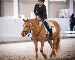 dressage horse Flashdance (Quarter Pony, 2020, from BH Taris)