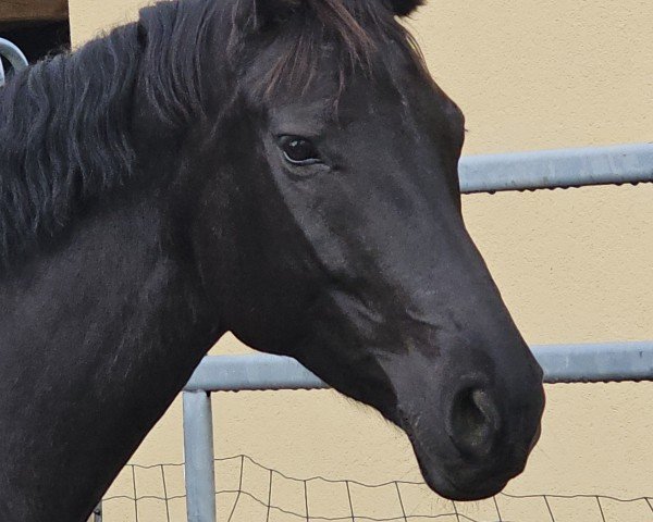 dressage horse Moccina CH (Swiss Warmblood, 2017, from Morricone)