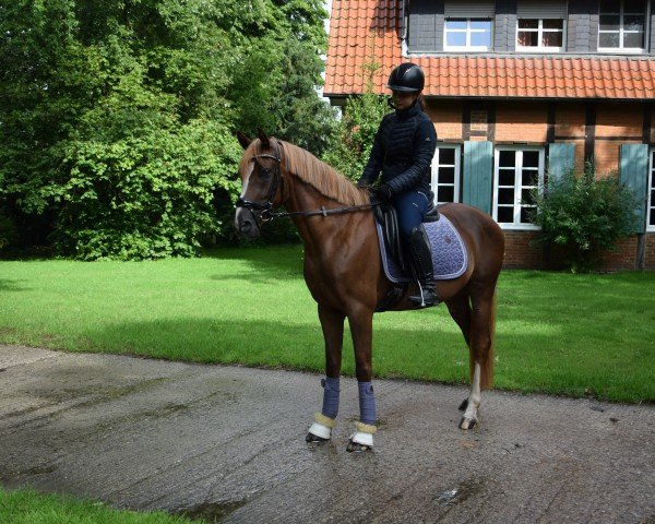 stallion Directors Cut AT (German Riding Pony, 2019, from Dreidimensional AT NRW)