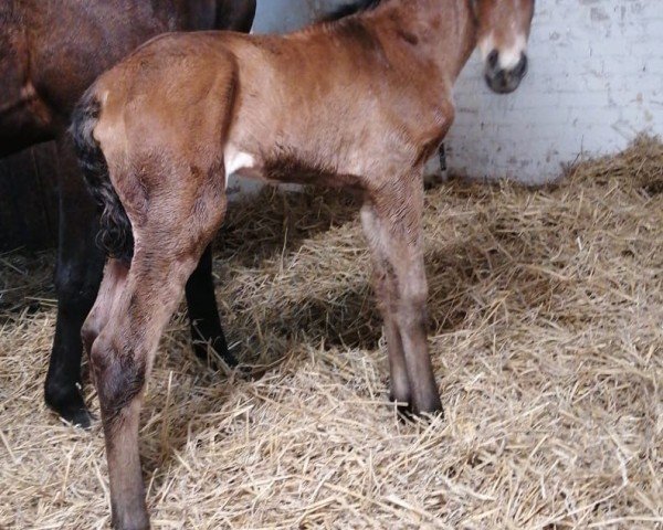 foal by Kalinca STEF AML (Mecklenburg, 2024, from Kämmerer)