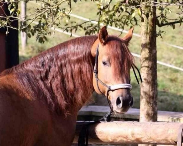 stallion BH Taris (Quarter Horse, 2004, from BH IS Dun)