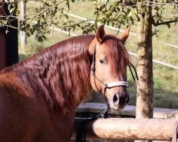 Deckhengst BH Taris (Quarter Horse, 2004, von BH IS Dun)