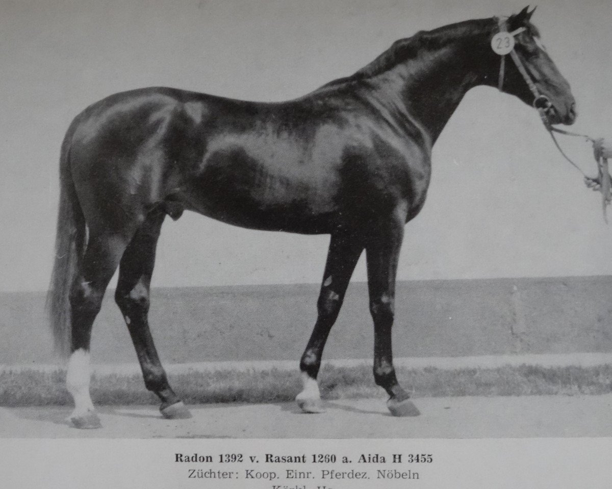 Deckhengst Radon 1392 (Edles Warmblut, 1978, von Rasant Mo 1260)