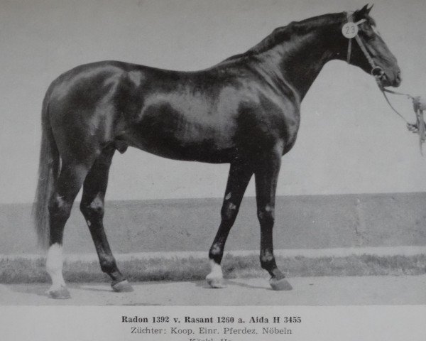 stallion Radon (unknown, 1978, from Rasant)
