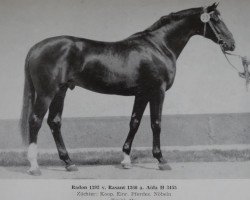 Deckhengst Radon 1392 (Edles Warmblut, 1978, von Rasant Mo 1260)