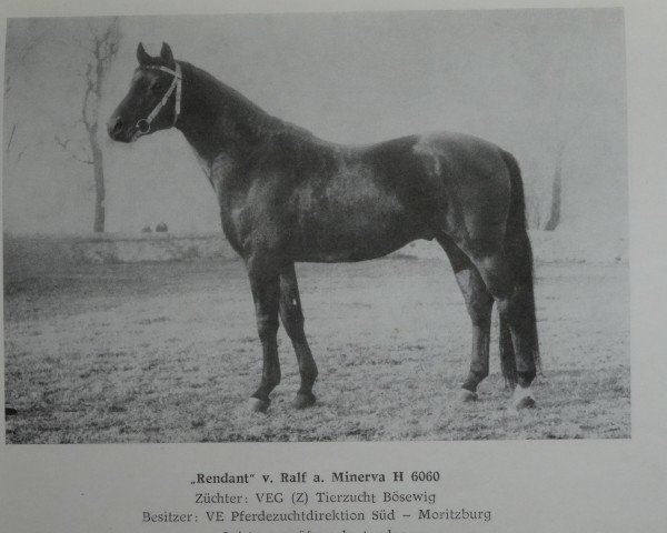 stallion Rendant (Noble Warmblood, 1975, from Ralf)