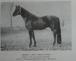 stallion Rendant 1365 (Noble Warmblood, 1975, from Ralf Mo 1087)