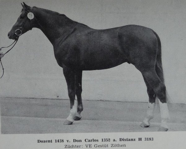 stallion Dozent (Noble Warmblood, 1982, from Don Carlos)