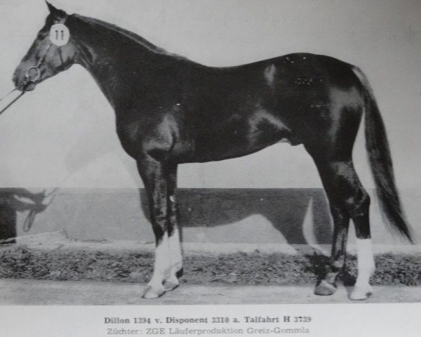 Deckhengst Dillon (Thüringer, 1979, von Disponent)