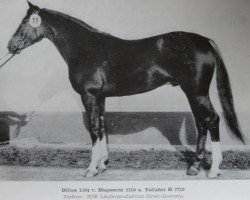 Deckhengst Dillon 1394 (Edles Warmblut, 1979, von Disponent 3310)