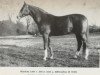 stallion Diadem (Brandenburg, 1976, from Direx)