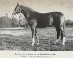 stallion Diadem Mo 1368 (Brandenburg, 1975, from Direx 3257)