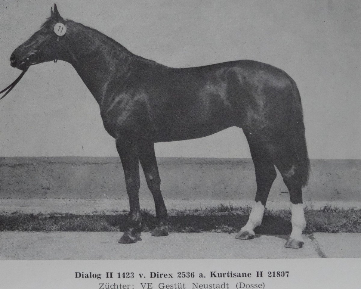 stallion Dialog II 1423 (Brandenburg, 1980, from Direx 3257)