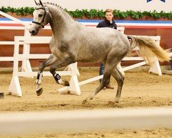 jumper Cornet del Rilate (Holsteiner, 2021, from Cornet Obolensky)