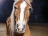 dressage horse Willowie (7,42% ox) (Edelbluthaflinger, 2009, from Willie (6,25% ox))